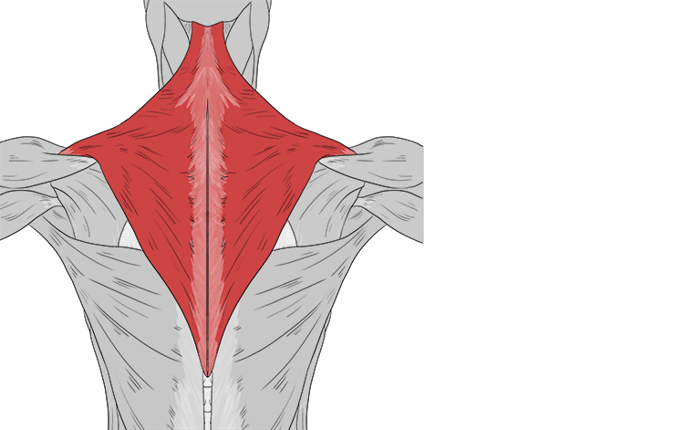 A broad flat muscle covering the neck, upper back and shoulders